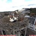 10_25-nest.jpg