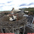 10_30-nest.jpg