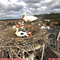 10_35-nest.jpg