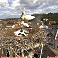 10_40-nest.jpg