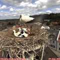 10_45-nest.jpg