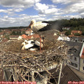 10_50-nest.jpg
