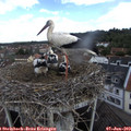 10_55-nest.jpg