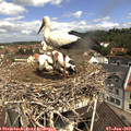 11_00-nest.jpg