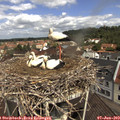 11_05-nest.jpg