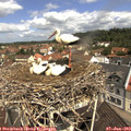 11_10-nest.jpg