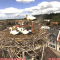 11_15-nest.jpg