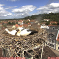 11_20-nest.jpg