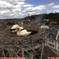 11_25-nest.jpg