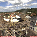 11_30-nest.jpg