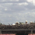 11_35-mast.jpg