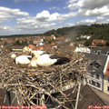 11_35-nest.jpg