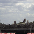 11_40-mast.jpg