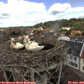 11_40-nest.jpg