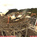 11_45-nest.jpg