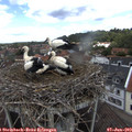 11_50-nest.jpg