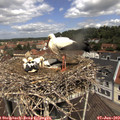 11_55-nest.jpg