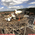12_00-nest.jpg