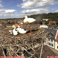 12_05-nest.jpg