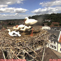 12_10-nest.jpg
