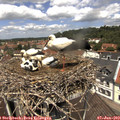 12_20-nest.jpg