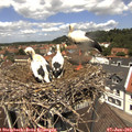 12_30-nest.jpg