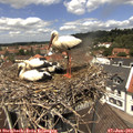 12_35-nest.jpg