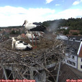 12_40-nest.jpg
