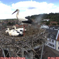 12_45-nest.jpg