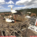 12_50-nest.jpg