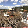12_55-nest.jpg