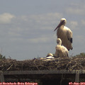 13_00-mast.jpg
