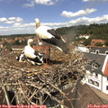 13_00-nest.jpg
