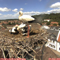 13_05-nest.jpg