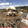 13_10-nest.jpg