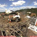 13_15-nest.jpg