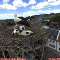 13_20-nest.jpg