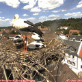 13_25-nest.jpg