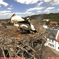 13_30-nest.jpg