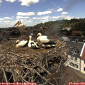 13_45-nest.jpg