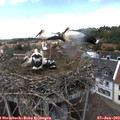 13_50-nest.jpg