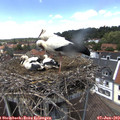 13_55-nest.jpg