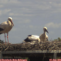 14_00-mast.jpg