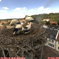 14_05-nest.jpg