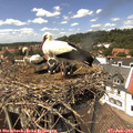 14_10-nest.jpg
