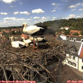 14_15-nest.jpg