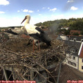 14_20-nest.jpg