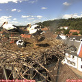 14_25-nest.jpg