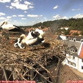 14_30-nest.jpg