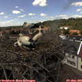 14_35-nest.jpg